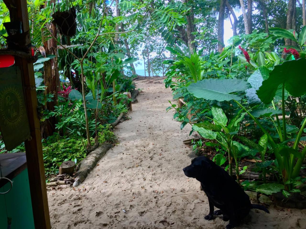 Oasis Pansiyon Puerto Viejo de Talamanca Dış mekan fotoğraf