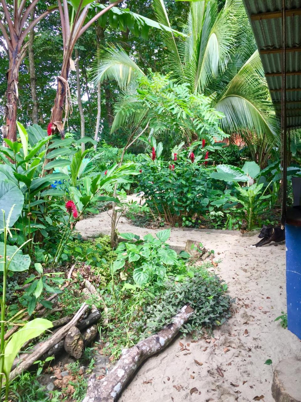 Oasis Pansiyon Puerto Viejo de Talamanca Dış mekan fotoğraf