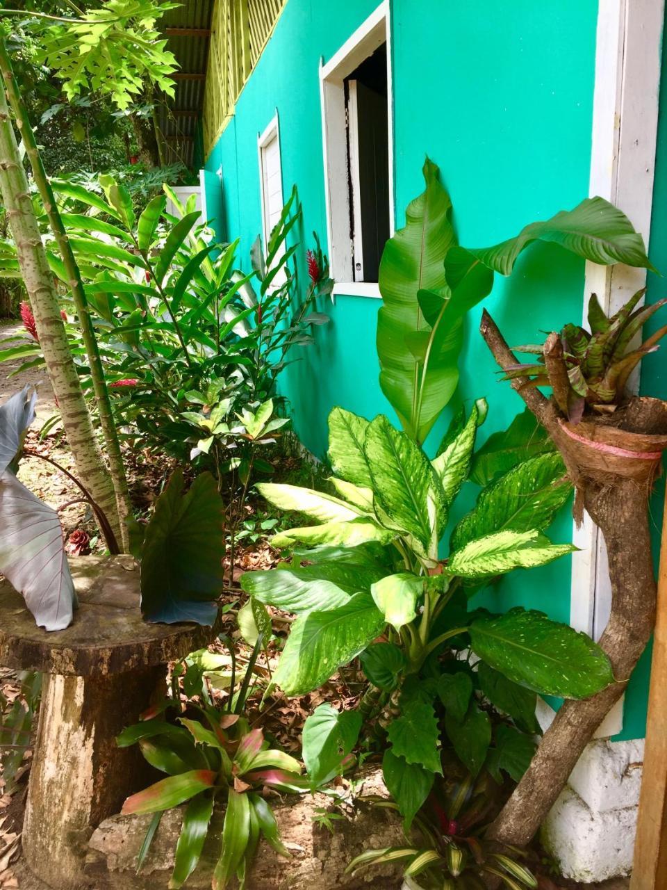 Oasis Pansiyon Puerto Viejo de Talamanca Dış mekan fotoğraf